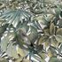 Non-Woven Wallpaper Glööckler tropical leaves green 33413 2