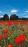 Image Photo Wallpaper Poppies Meadow red green blue 47273 2