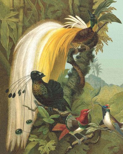 Wall mural 543797 Rasch Tropical Birds Green Brown