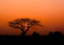 Rasch photo wallpaper tree Africa Orange Black 363647 2