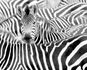 Rasch photo wallpaper zebra exotic black white 363609 2