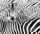 Rasch photo wallpaper zebra exotic black white 363616 1