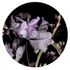 Wall mural round Guido Maria Kretschmer Floral black purple 2