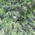 Non-woven wallpaper forest nature motif trees green 45730 2