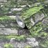 Non-woven wallpaper stone look moss green grey 45731 2