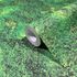 Non-woven wallpaper moss nature motif grasses green 45733 2