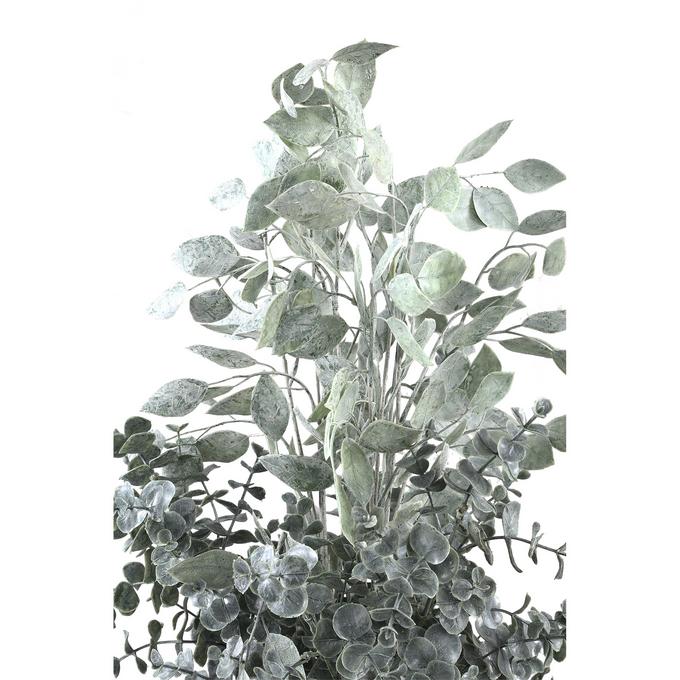 monstera adansonii klettern Monstera adansonii