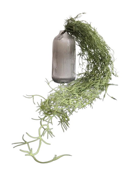 Kunstpflanze Tillandsia hngend | Schneider Korbwaren
