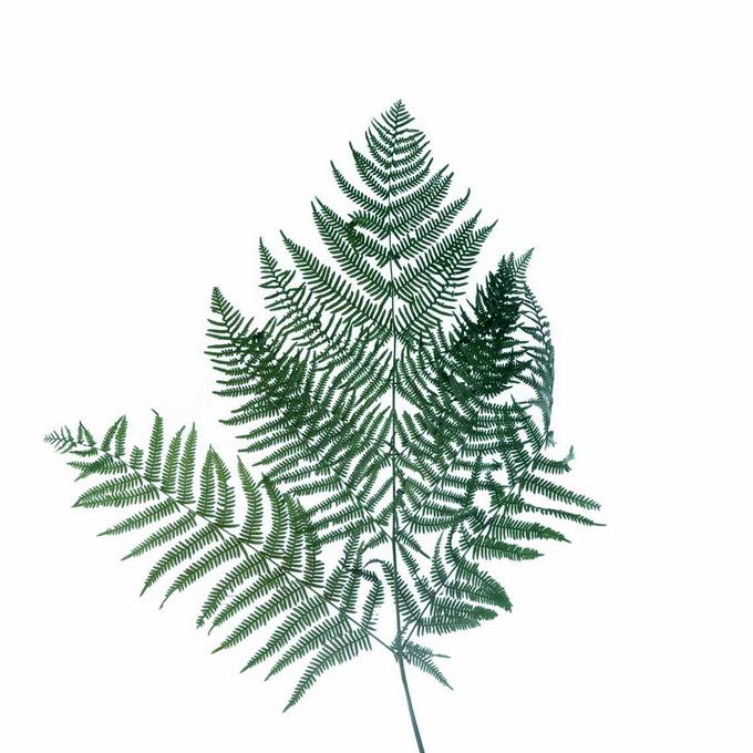 Bracken Farn grn (einzeln) | Schneider Korbwaren