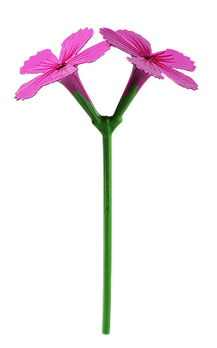 Nelke für Blumenkind 5248/17 von Wendt & Kühn Nelke für Blumenkind 5248/17 von Wendt & Kühn