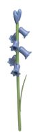 Hasenglöckchen für Blumenkind 5248/27 von Wendt & Kühn
