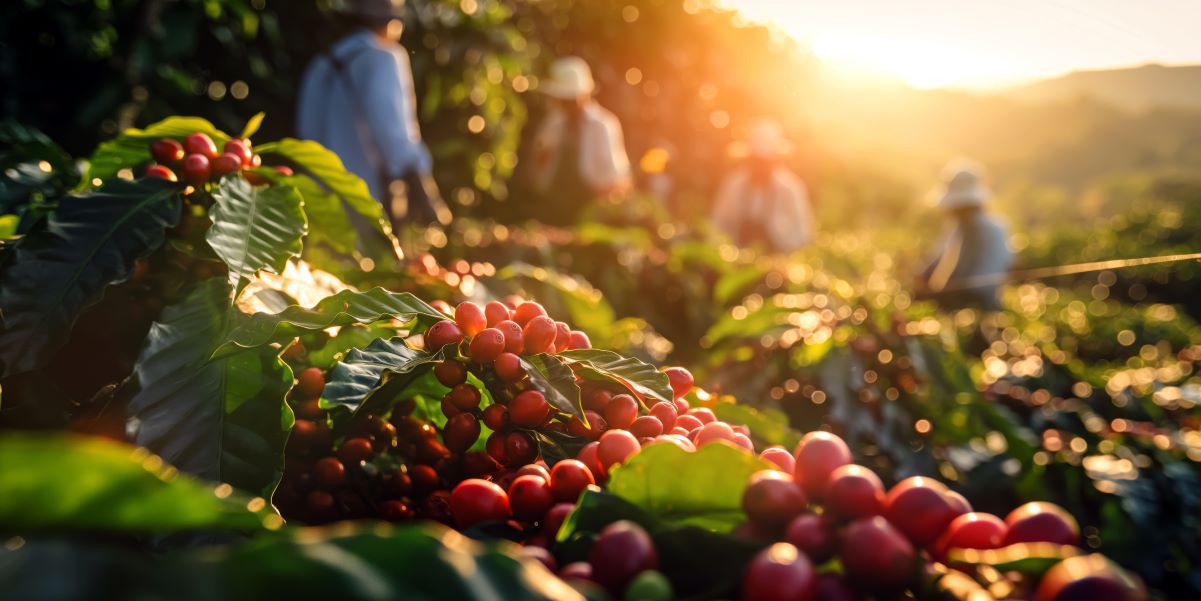 Bio Kaffee Kaffeeplantage