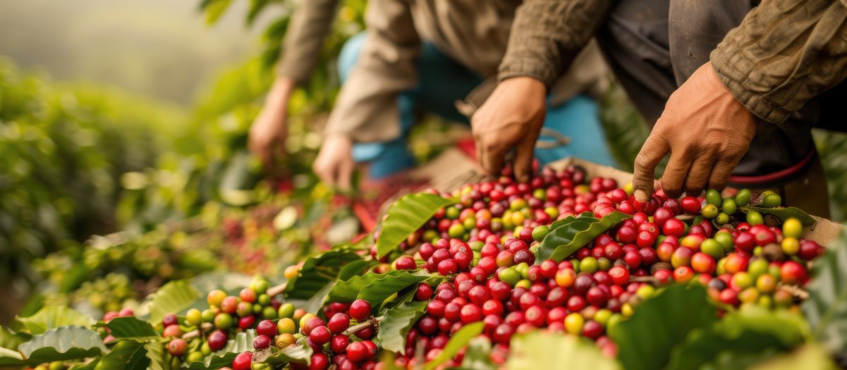 Bio Kaffee Kaffeeplantage Fairtrade