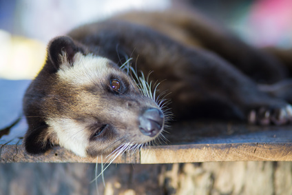 Kopi Luwak