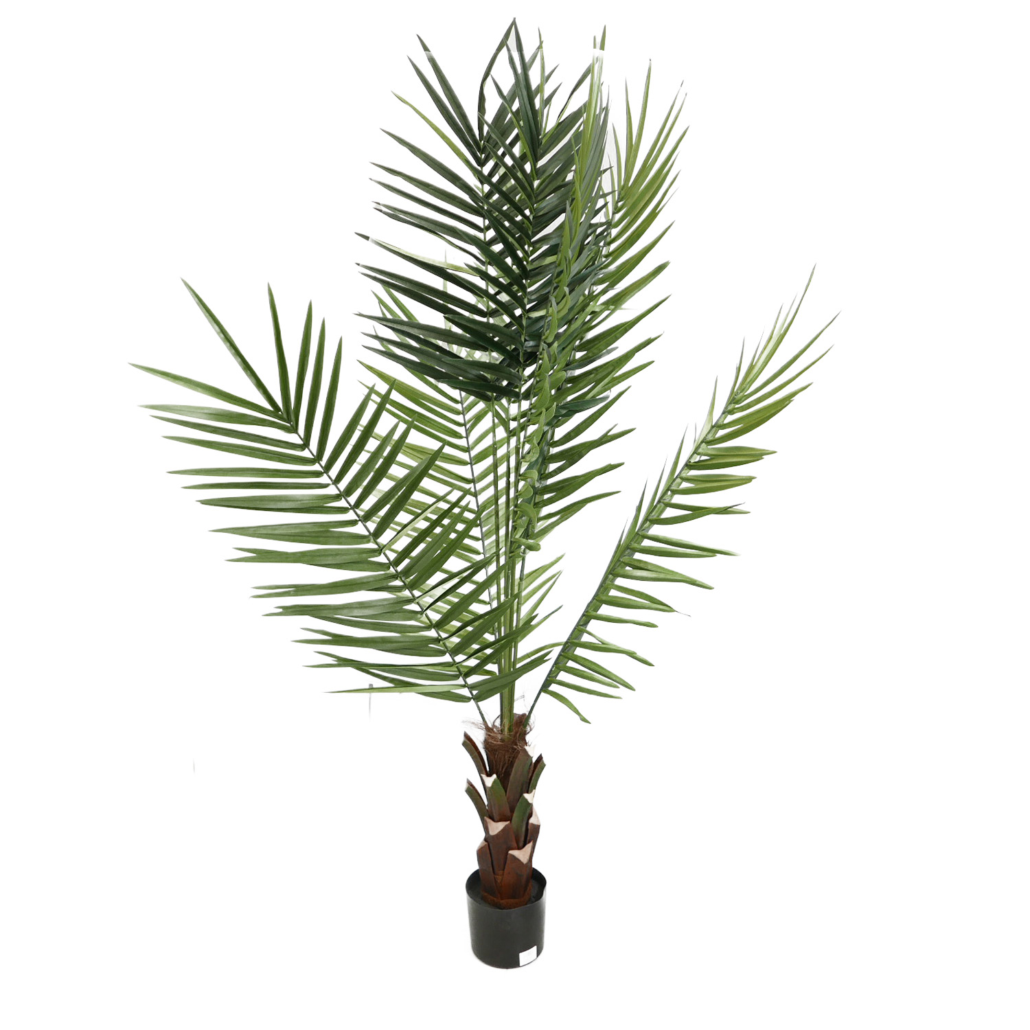 gummibaum düngen winter Gummibaum XL | Ficus elastica