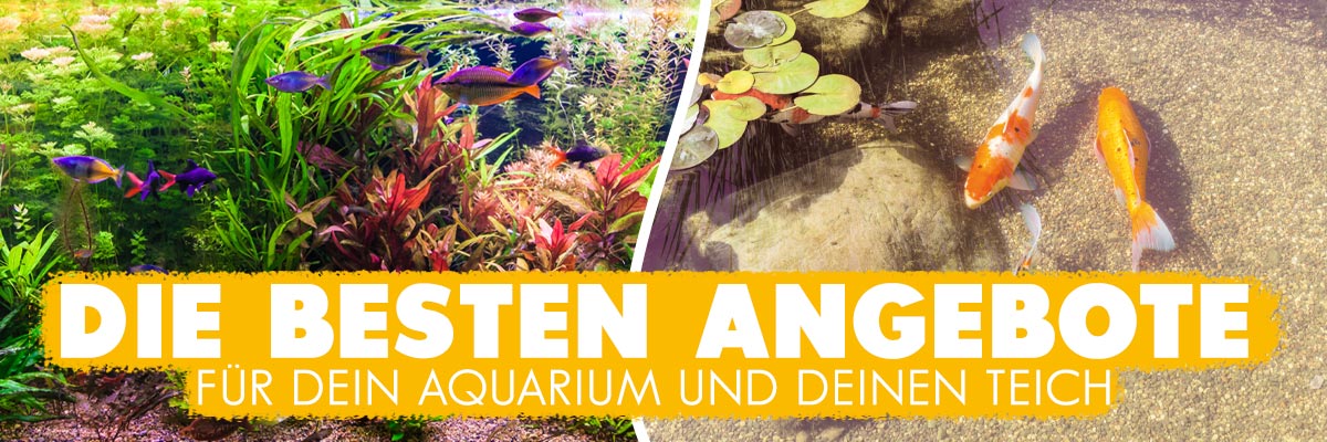 AQUAbasics SALE - Die besten Angebote exklusiv auf aquabasics.de