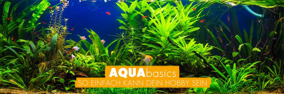 Darum AQUAbasics für Ihr Aquarium und Gartenteich