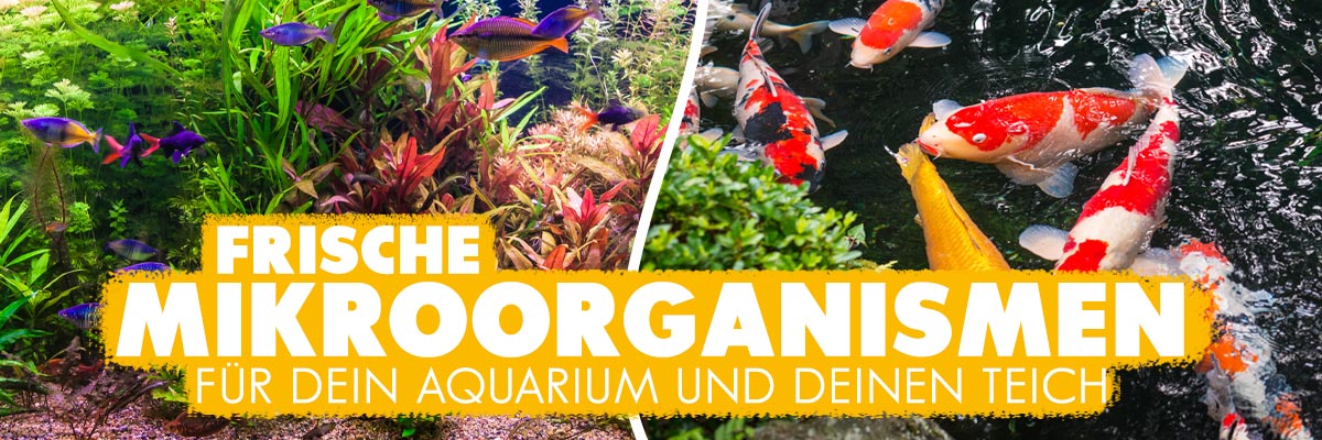 AQUAbasics Mikroorganismen und Starterbakterien für Dein Aquarium und Deinen Gartenteich