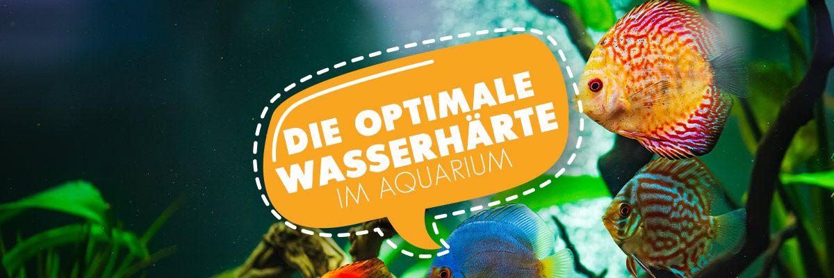 ▷ Wasserwechsel im Aquarium, Was wieviel und wann