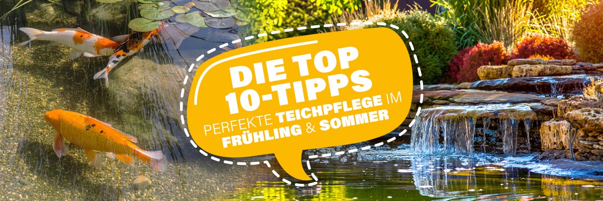 Die Top-10-Tipps: Dein Teich im Frühling und Sommer