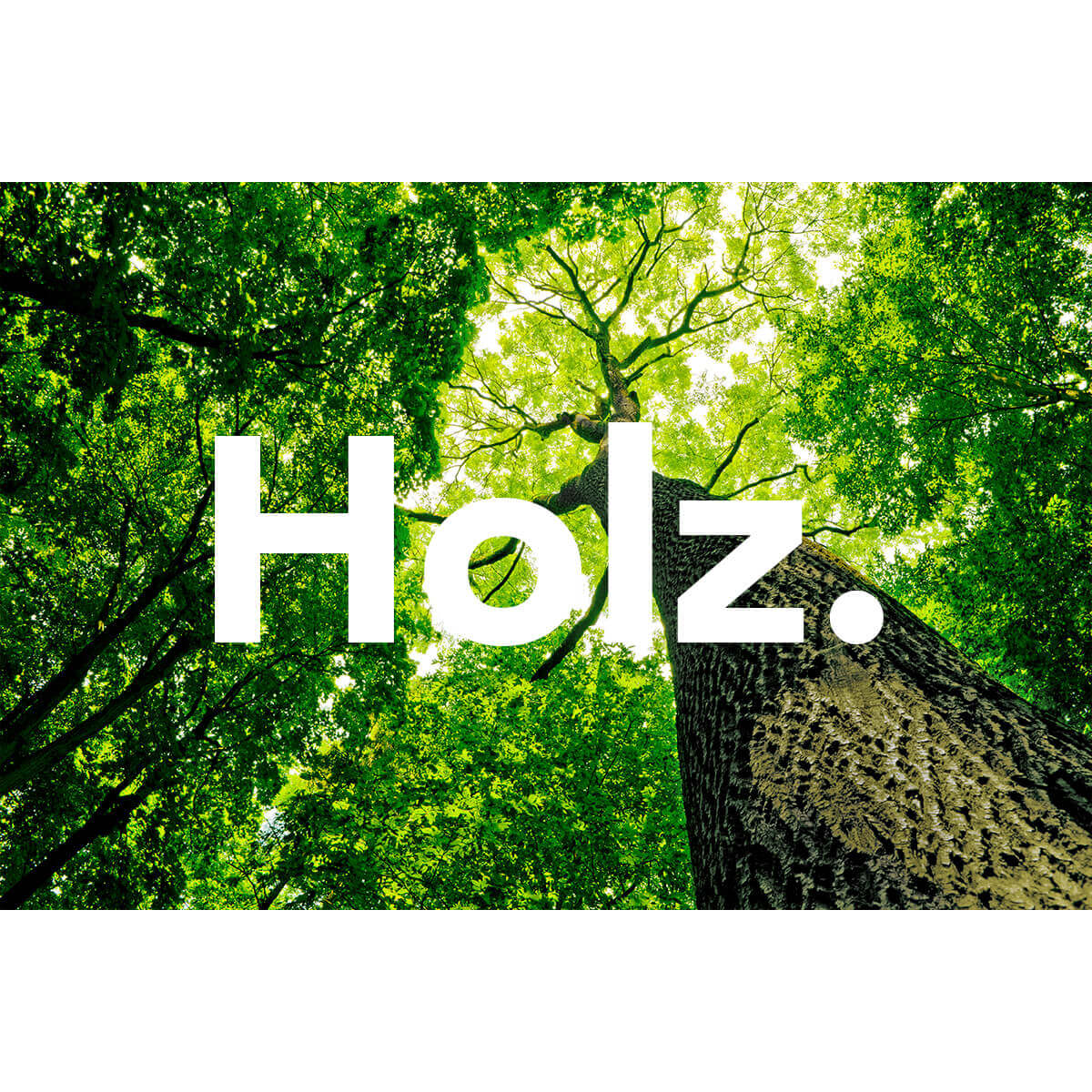 Holz
