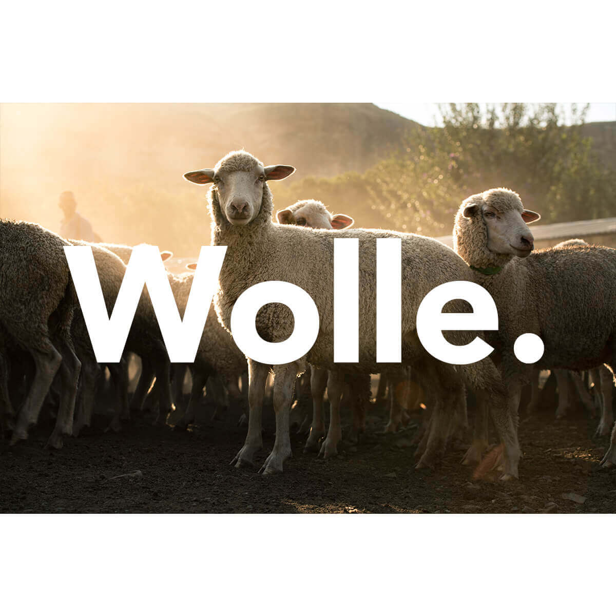 Wolle
