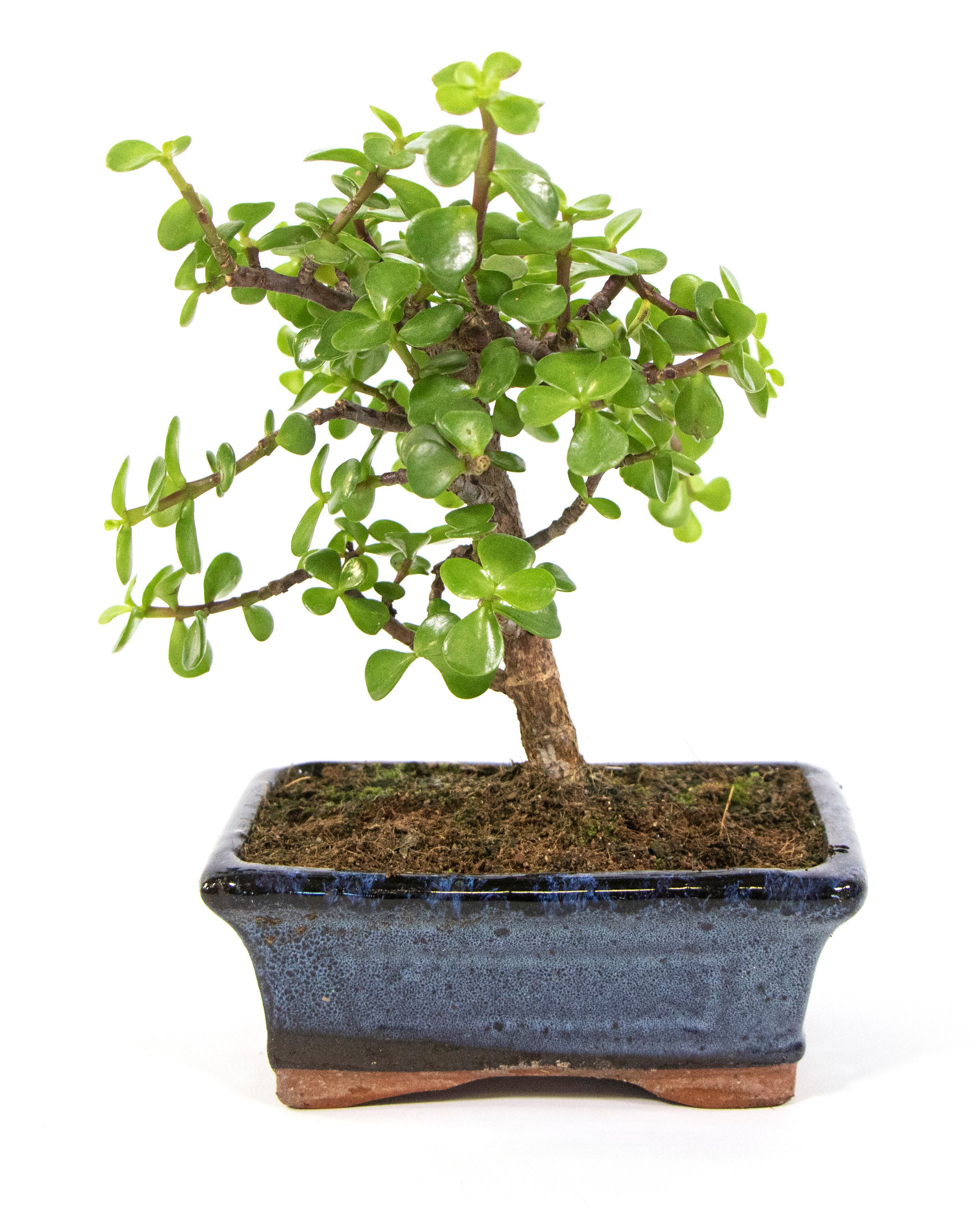 Bonsai Portulacaria afra, SForm im Keramiktopf, 8x15cm, Jadebaum, Höhe