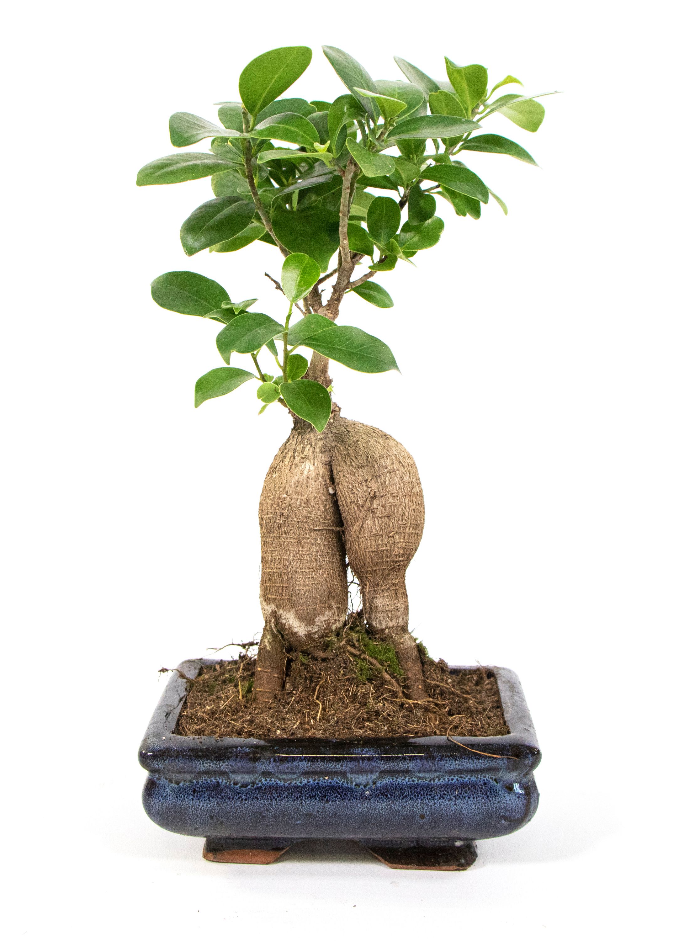 Bonsai Ficus Ginseng, im Keramiktopf, 8x15cm, Chinesische Feige, Höhe