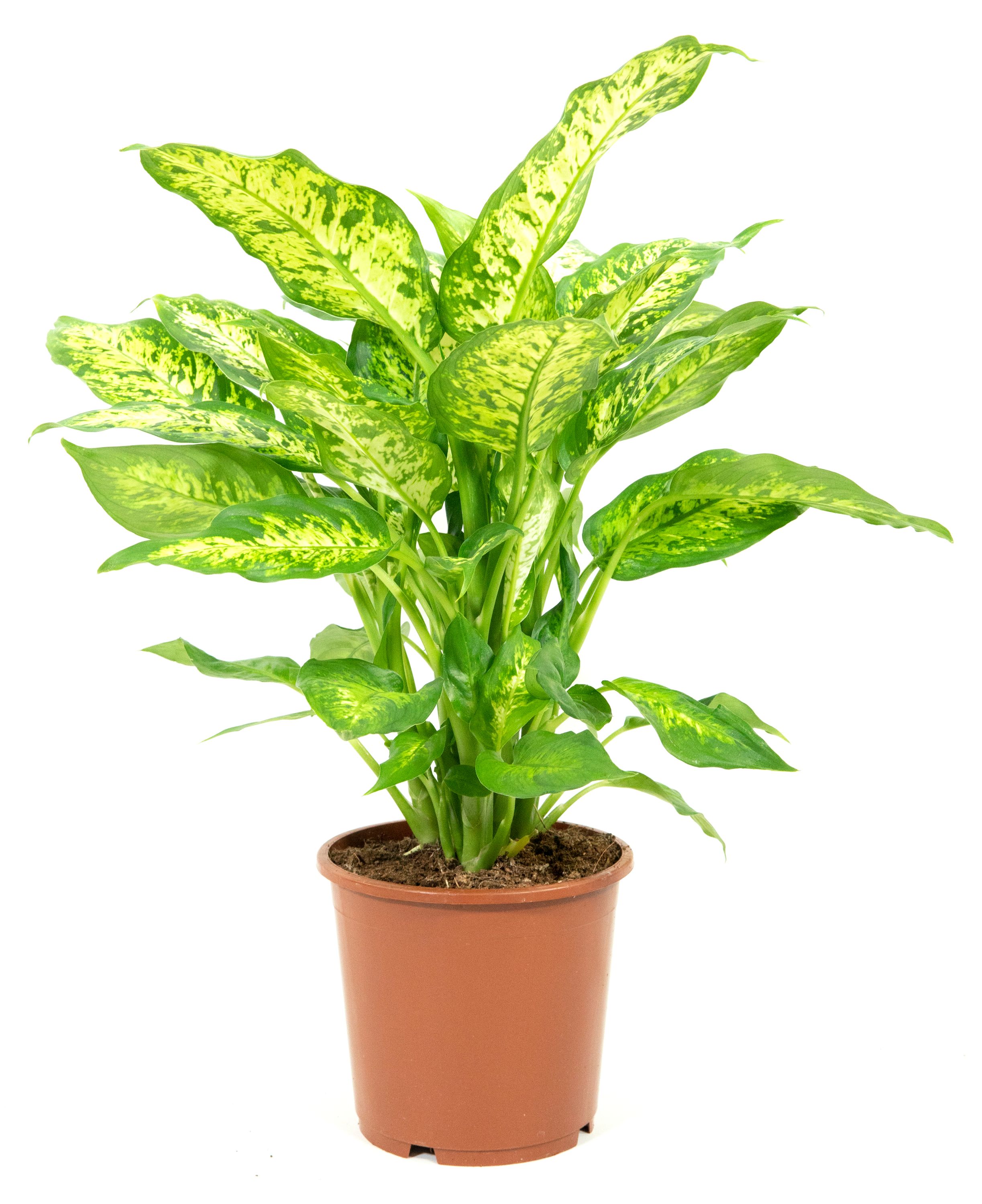 Dieffenbachia seguine 'Sublime', im 17cm Pflanztopf, Dieffenbachie