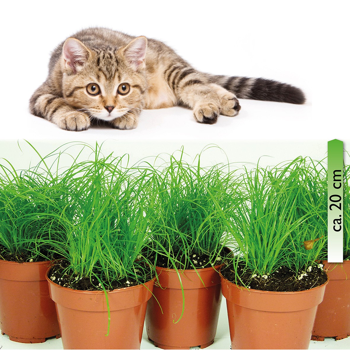 Paket Cyperus Zumula Im 12er Topf Katzengras Ca 20 Cm Hoch