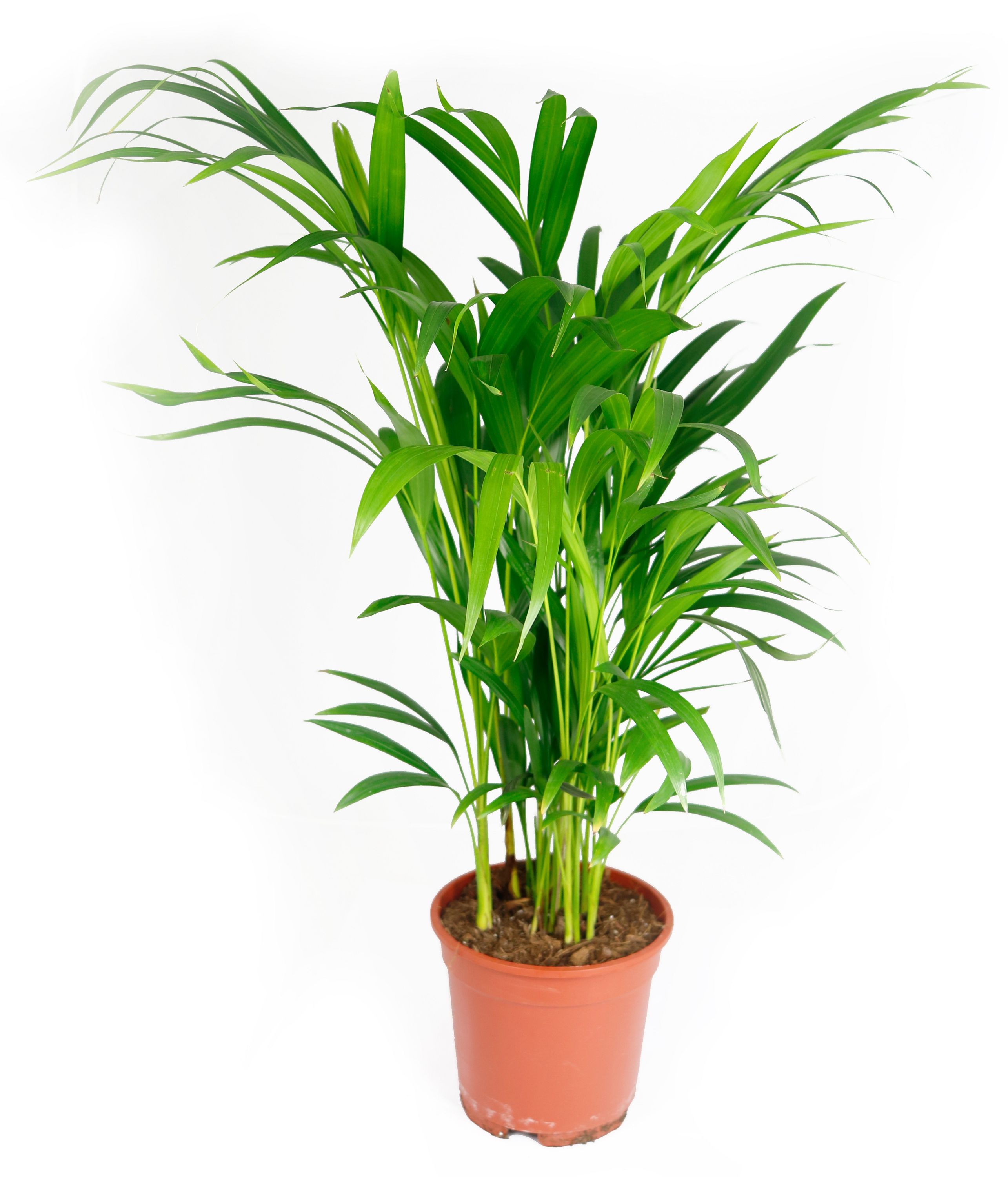 Areca lutescens Palme, im 17cm Topf, Betelnusspalme, Höhe ca. 60cm