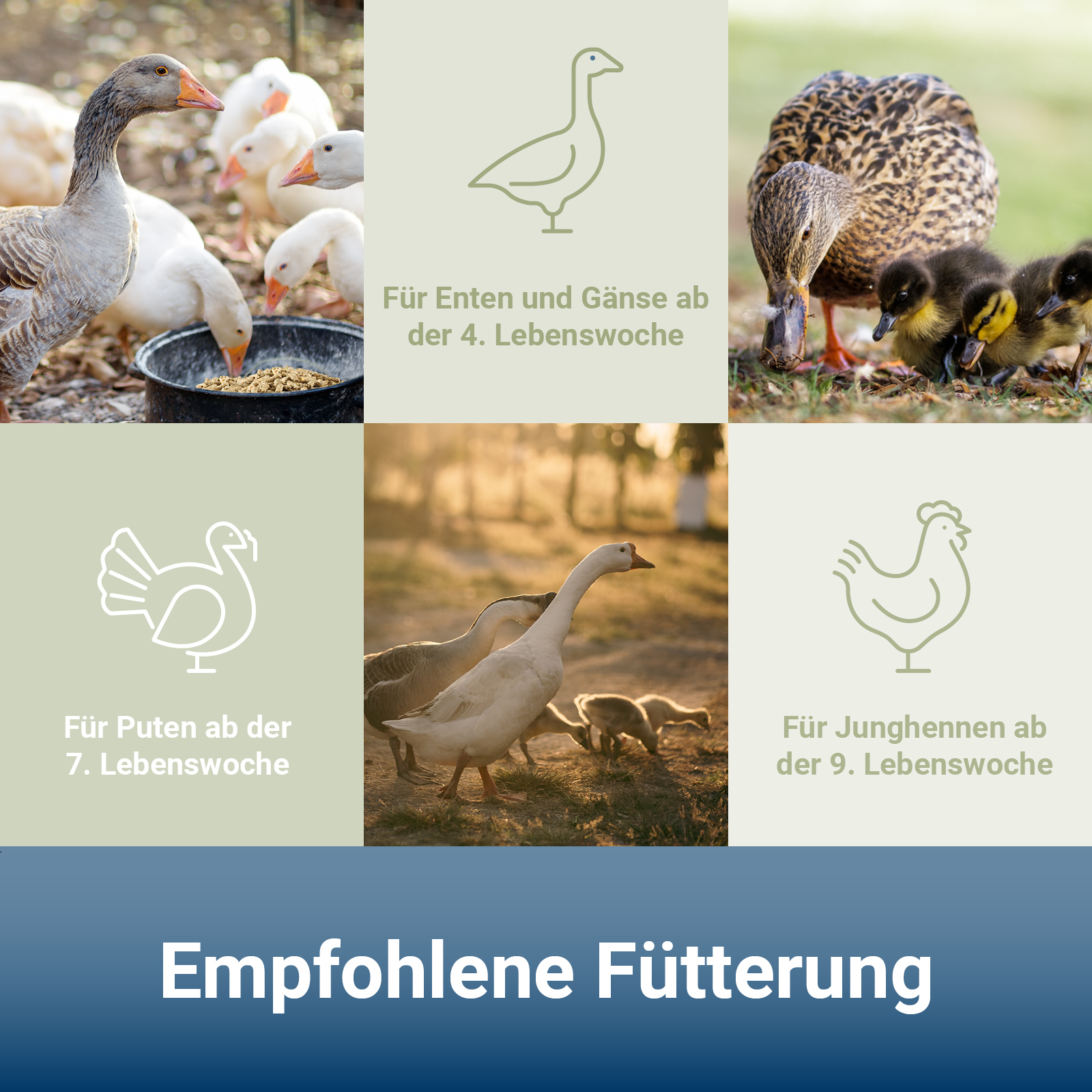 Wassergeflügelkorn • 3 mm Körnung • Alleinfutter für Wassergeflügel • 10 kg Wassergeflügelkorn • 3 mm Körnung • Alleinfutter für Wassergeflügel • 10 kg