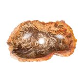 Waschbecken fossiles Holz ca. 60 cm innen poliert kaufen 2