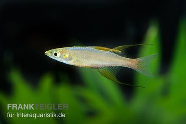 Regenbogenfische für das Aquarium im Shop kaufen