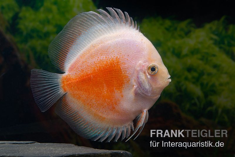 Diskusfisch ASIA-NZ, Symphysodon discus Red White kaufen