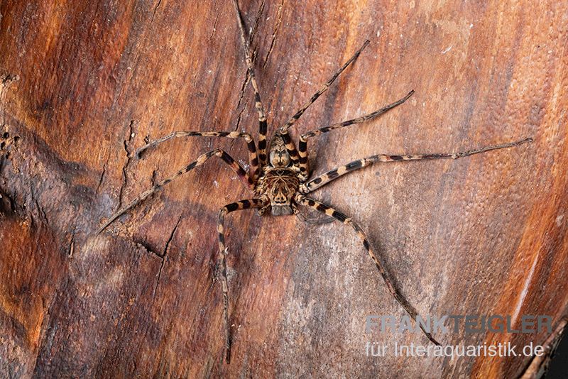 Riesenkrabbenspinne, Heteropoda cf. Maxima kaufen