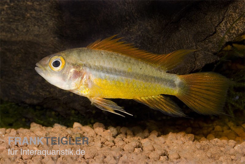 Oranger Kakaduzwergbuntbarsch, Apistogramma cacatuoides orange, DNZ