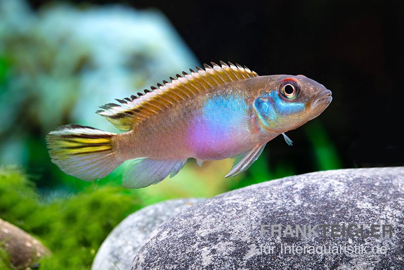 Blauer Kongocichlide, Nanochromis Parilus Tiere Zierfische Barsche ...