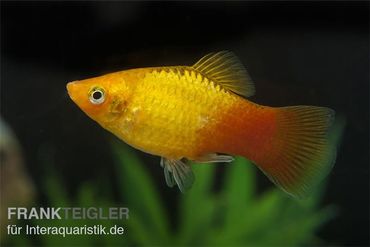 Platys, Xiphophorus maculatus und Xiphophorus variatus, im Shop kaufen