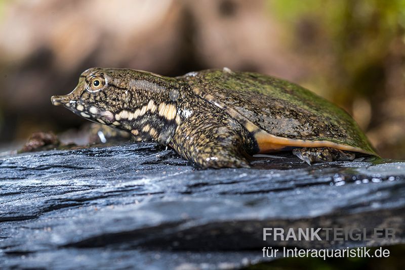 Chinesische Weichschildkrote Pelodiscus Sinensis Kaufen Nachzucht Tiere