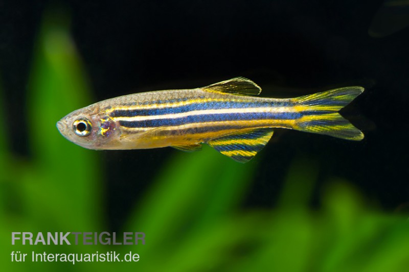 Bildergebnis fÃ¼r Zebrafisk