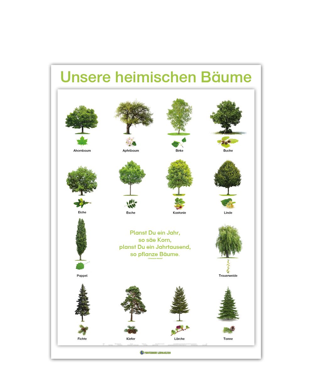 Baumarten Liste 2024 Baumnamen Von A Bis Z VNMNM Baumarten Liste 2024 Baumnamen Von A Bis Z VNMNM