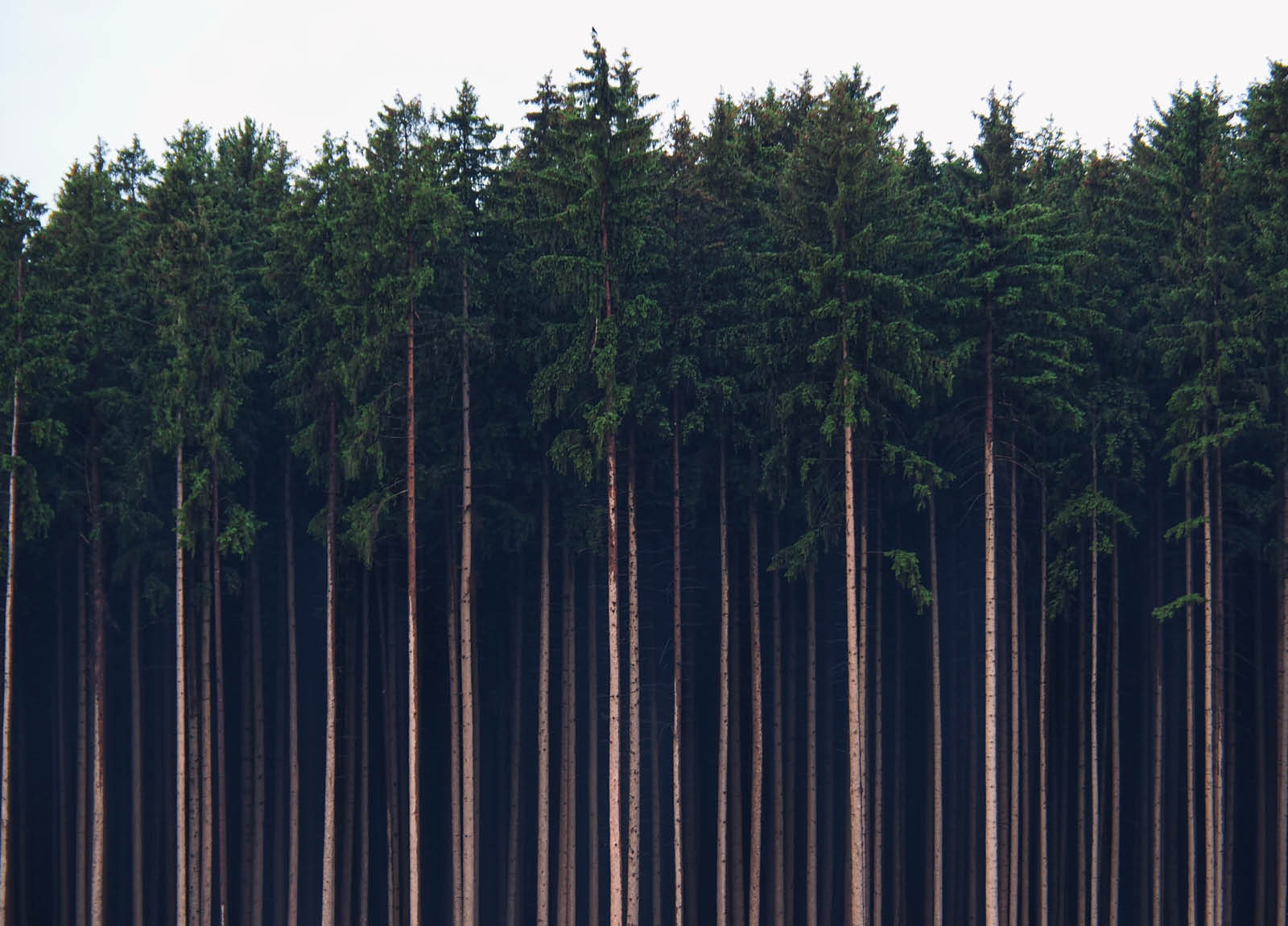 Gartenhäuser mit 14 - 19mm Wandstärke