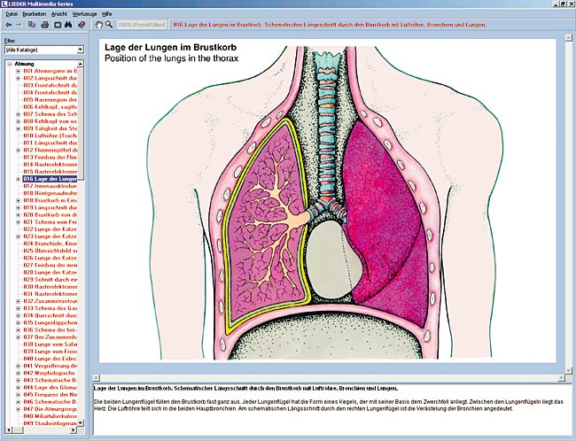 Le système respiratoire  Les systèmes circulatoire et respiratoire