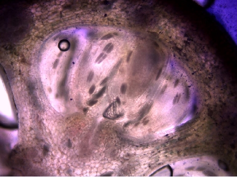 plant ovary microscope