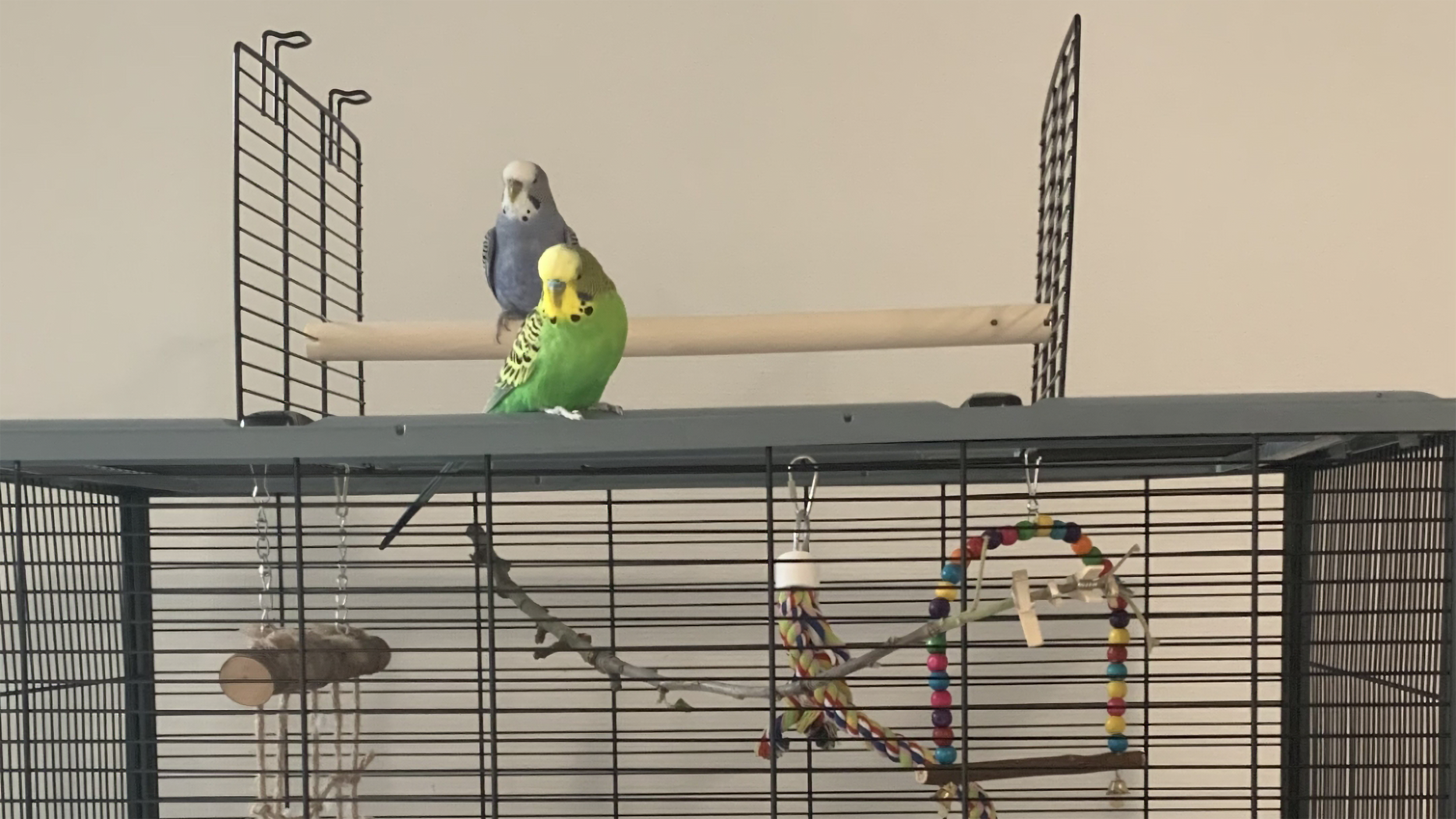ENTDECKEN SIE UNSERE GERÄUMIGEN VOGELKÄFIGE