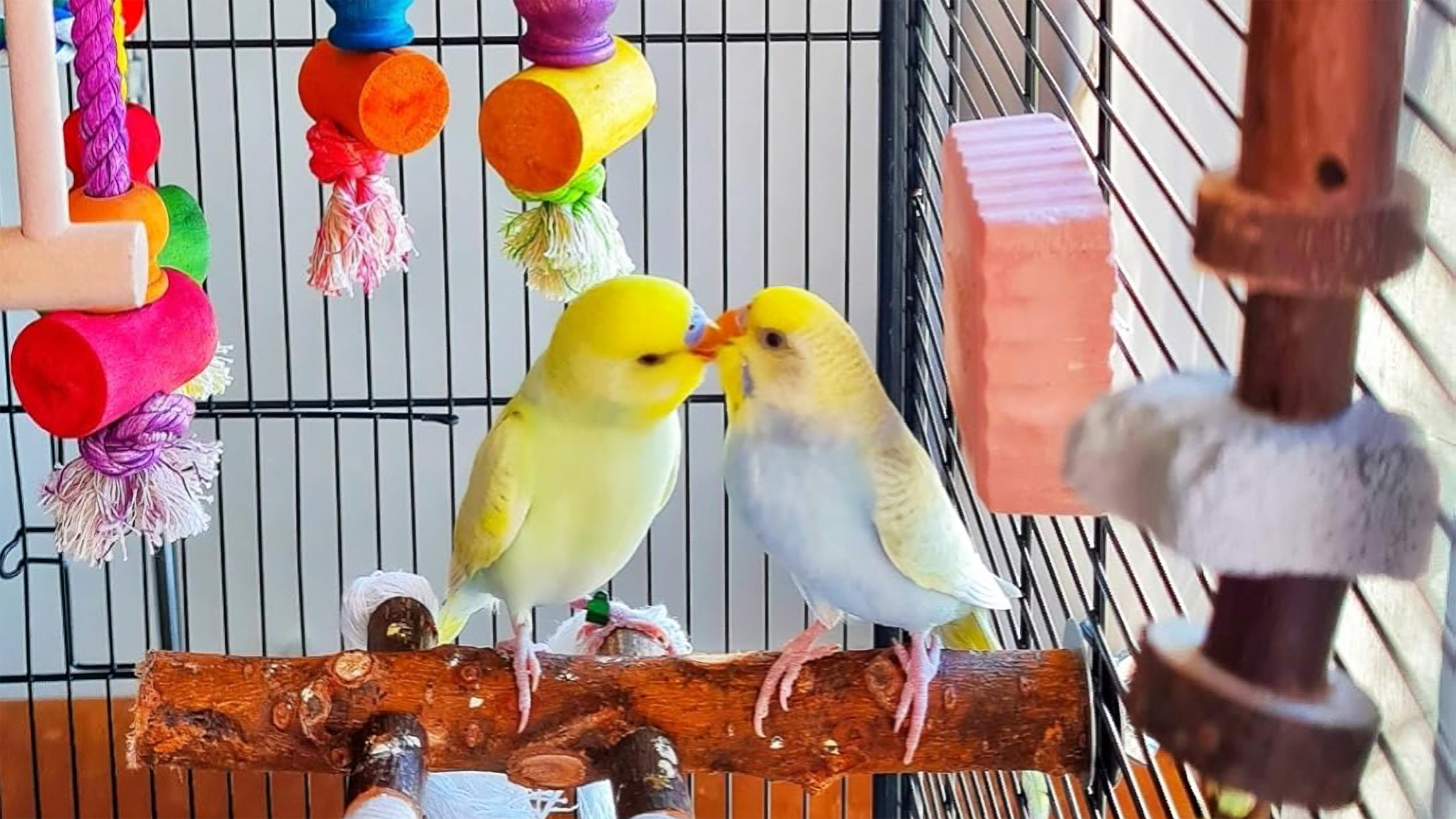 PICKEN, KLETTERN, SCHAUKELN: SPANNENDES ZUBEHÖR FÜR JEDEN VOGELKÄFIG