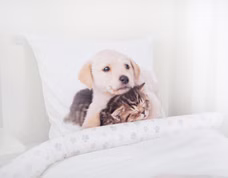 24680-Bettwaesche-Set-Hund-und-Katze-Bettwaesche-2-tlg-135-x-200cm_3.jpg