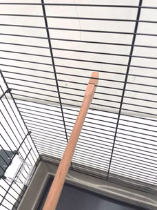 25021-4-stabile-Sitzstangen-aus-Buchenholz-ca--30-cm-_2.jpg