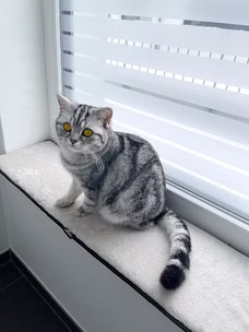 25197-Fensterbankauflage-fuer-Katzen-90-x-25-cm-Katzenbett_1.jpg